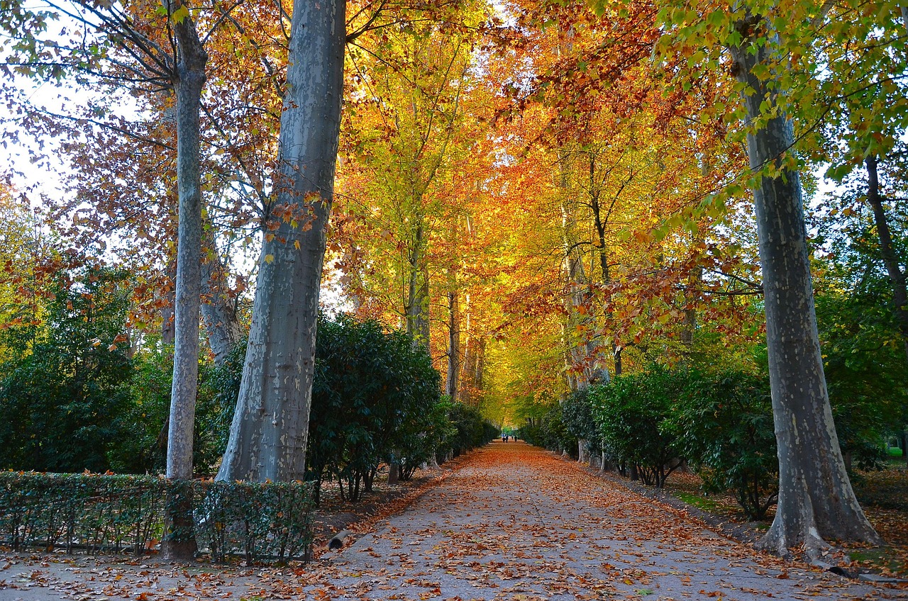 DOMANI L’INTITOLAZIONE DDOMANI L’INTITOLAZIONE DEL GIARDINO “ADA ROSSI”EL GIARDINO “ADA ROSSI”