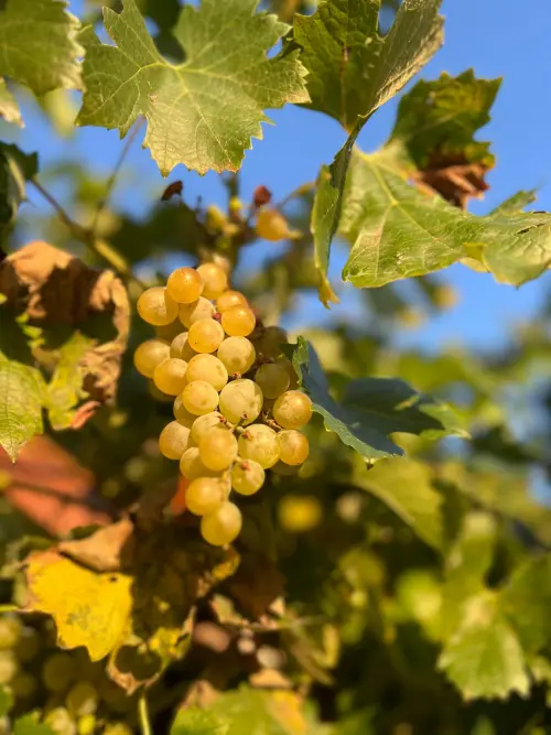Una vigna nel cuore del Politecnico di Torino