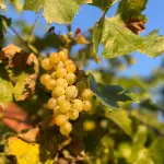 Una vigna nel cuore del Politecnico di Torino