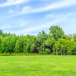 Una Torino più verde entro il 2024: il progetto