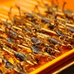 A Torino arriva la pasta a base d'insetti nei supermercati