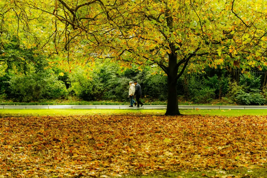 Torino, 2.468 firme per una nuova gestione delle alberate urbane