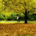 Torino, 2.468 firme per una nuova gestione delle alberate urbane