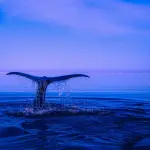 Online su Frida il nuovo tema del mese: “Senza parole”