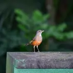 Politecnico di Torino: seminario sul cambiamento climatico e insediamenti precari in Brasile