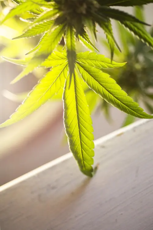 Coltivazione di marijuana in casa: arrestato un 37enne a Torino