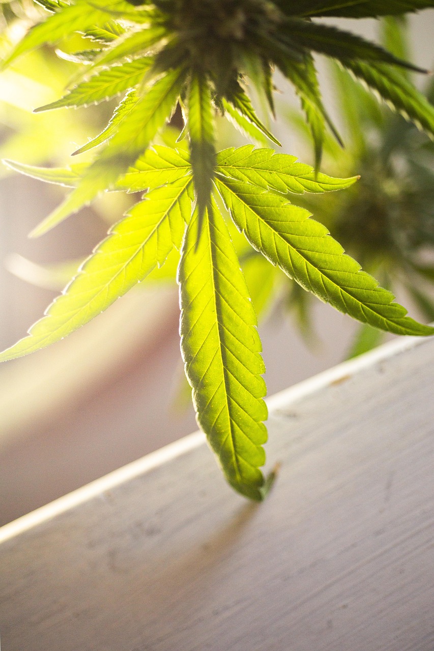 Coltivazione di marijuana in casa: arrestato un 37enne a Torino