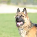 Torino, controlli antidroga a Barriera Milano: tre arresti e due denunce