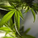 Torino, San Donato: scoperta una coltivazione indoor di marijuana, un arresto