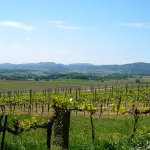 Patrimoni da bere: itinerari tra i vigneti UNESCO che il mondo ci invidia