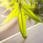 Torino, tenta di disfarsi della droga lanciandola dalla finestra: arrestato 48enne