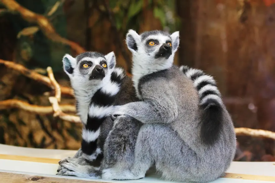 Un algoritmo “ascolta” i lemuri: l’intelligenza artificiale al servizio della biodiversità