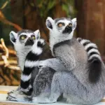 Un algoritmo “ascolta” i lemuri: l’intelligenza artificiale al servizio della biodiversità