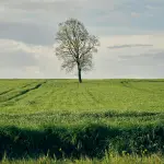 Torino, duemila nuovi alberi entro fine anno