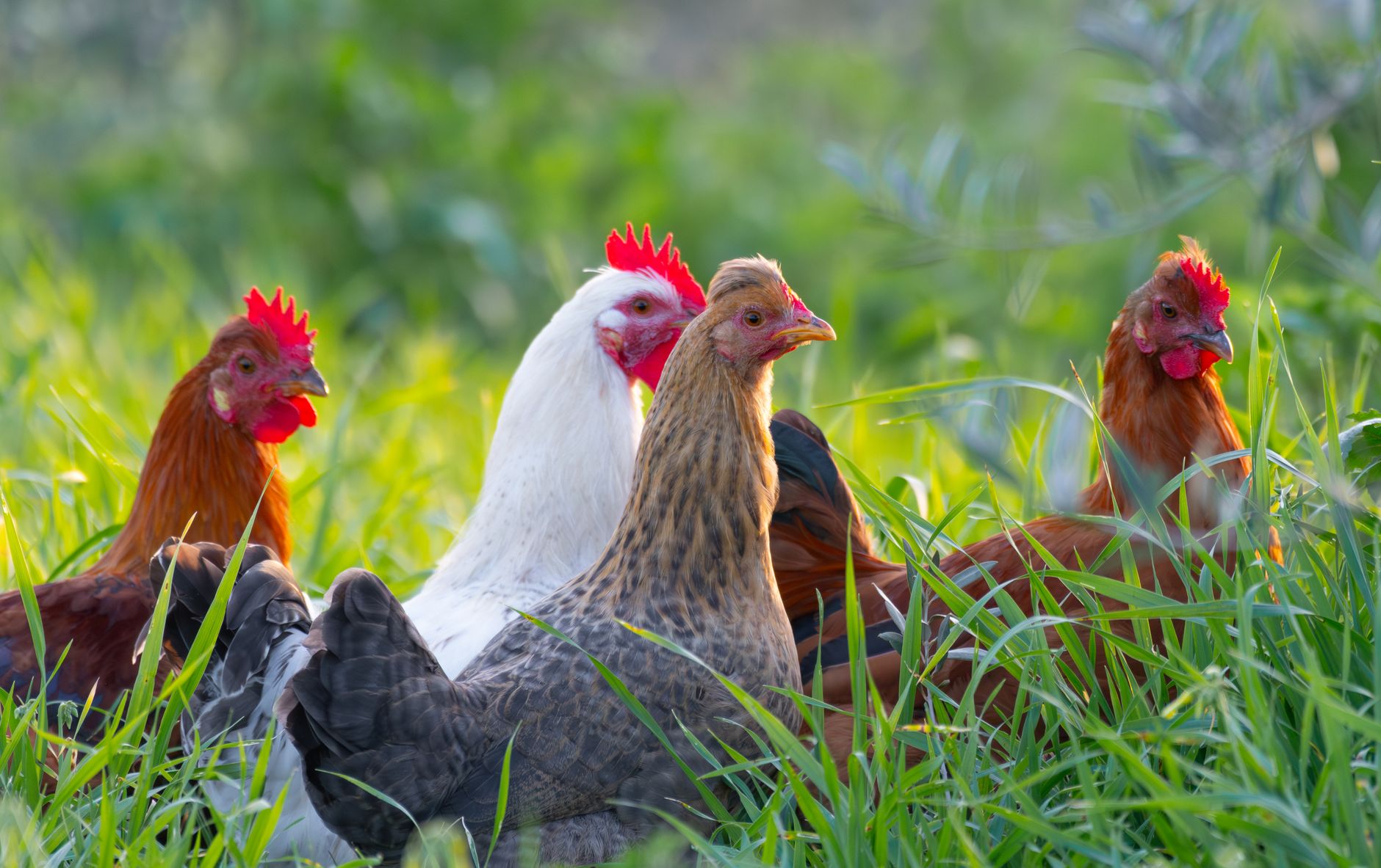 Insetti e scarti agricoli, nasce BUGALPS per mangimi alpini