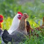 Insetti e scarti agricoli, nasce BUGALPS per mangimi alpini