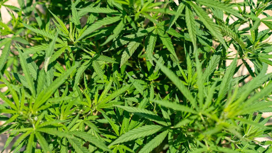 Torino, droga a Cenisia e rapina a Lucento: due arresti