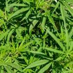 Torino, droga a Cenisia e rapina a Lucento: due arresti