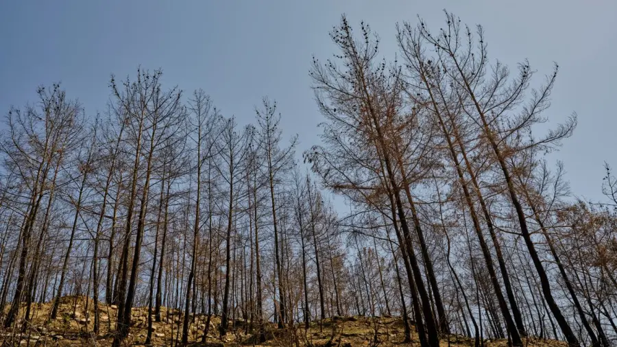 Torino, siccità sui boschi PNRR: saranno sostituiti gli alberi secchi