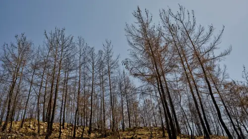 Torino, siccità sui boschi PNRR: saranno sostituiti gli alberi secchi