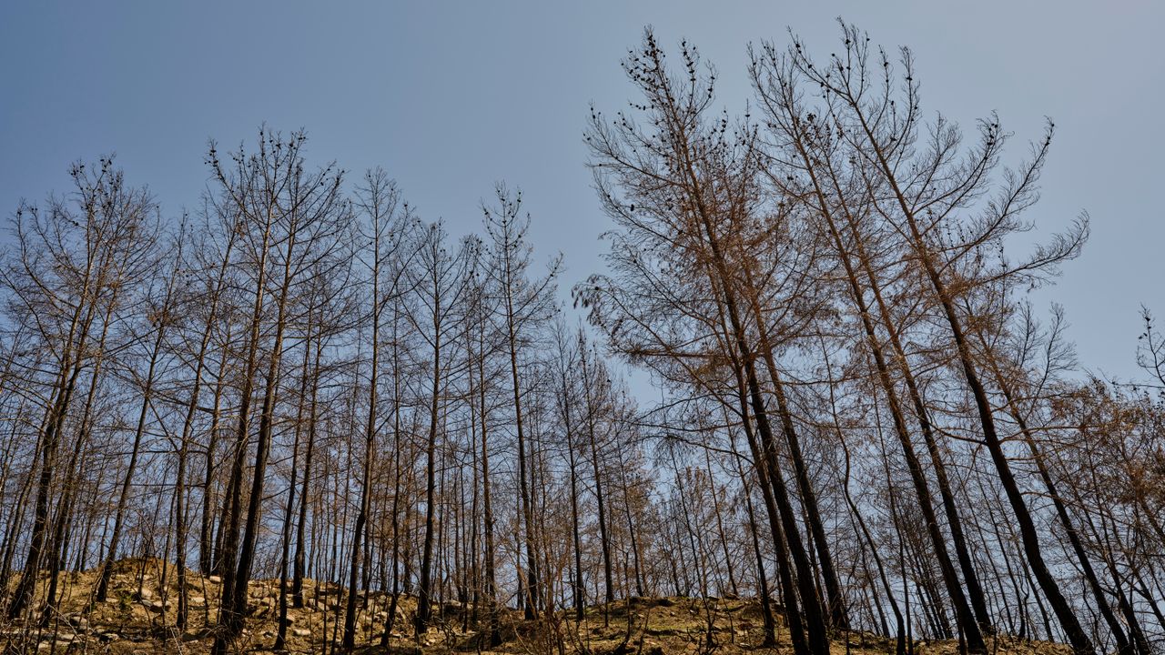 Torino, siccità sui boschi PNRR: saranno sostituiti gli alberi secchi