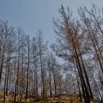 Torino, siccità sui boschi PNRR: saranno sostituiti gli alberi secchi