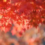 A Piossasco la magia dell’autunno tra profumi, colori e antiche usanze