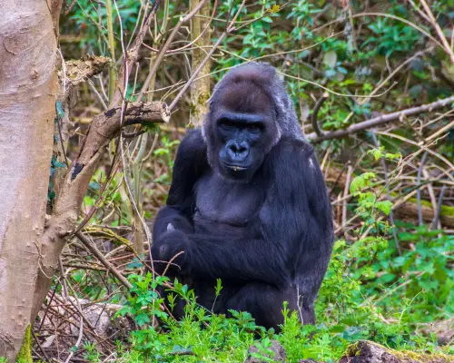 Torino, studio Unito: il gioco è contagioso anche tra i gorilla