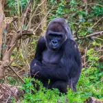 Torino, studio Unito: il gioco è contagioso anche tra i gorilla
